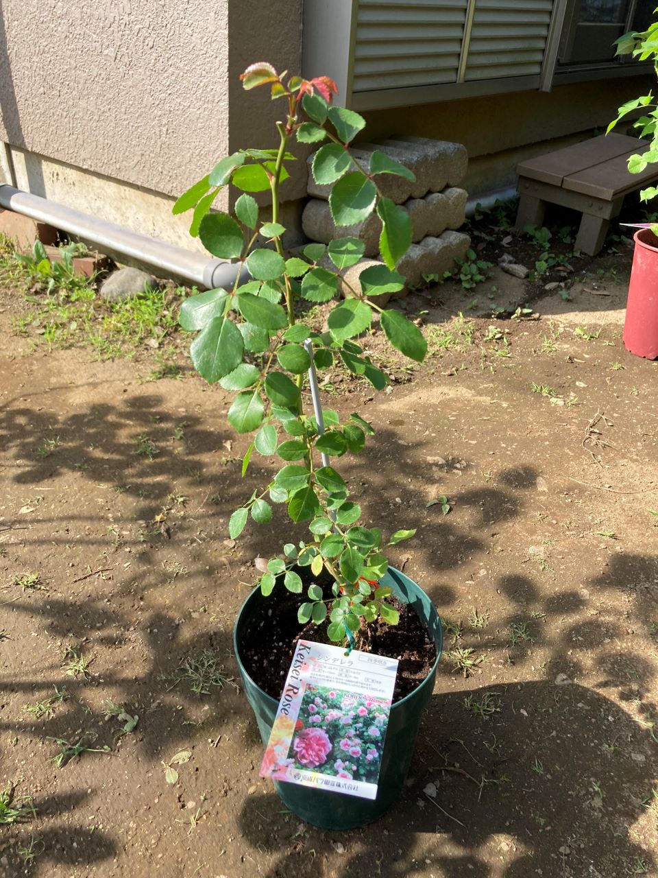 シンデレラ新苗購入し植替え