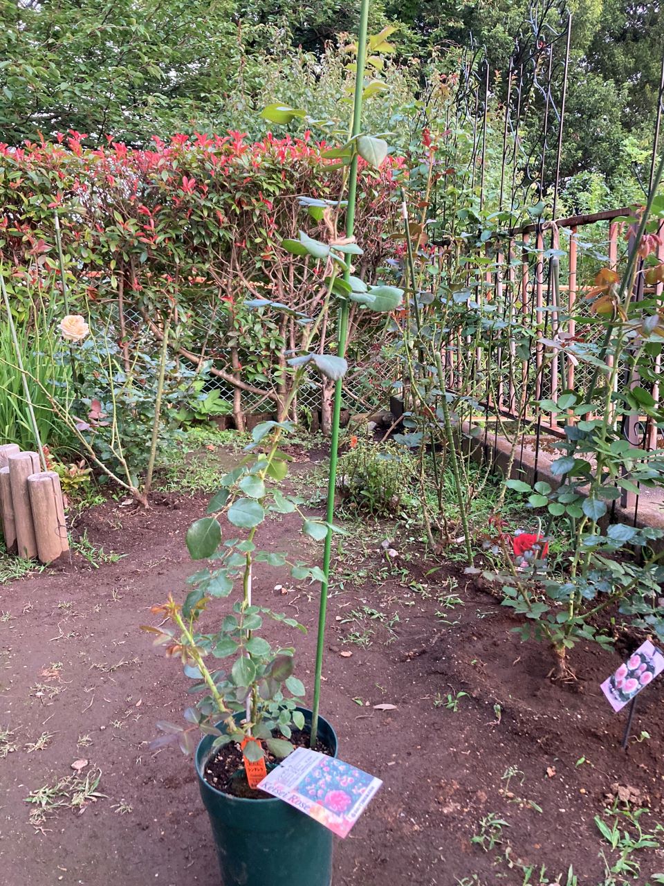 シンデレラ5月新苗の1か月後