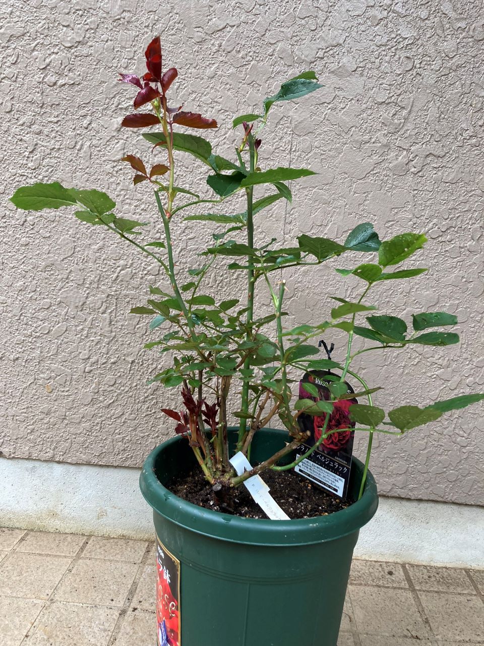 シラノドベルジュラック開花苗購入