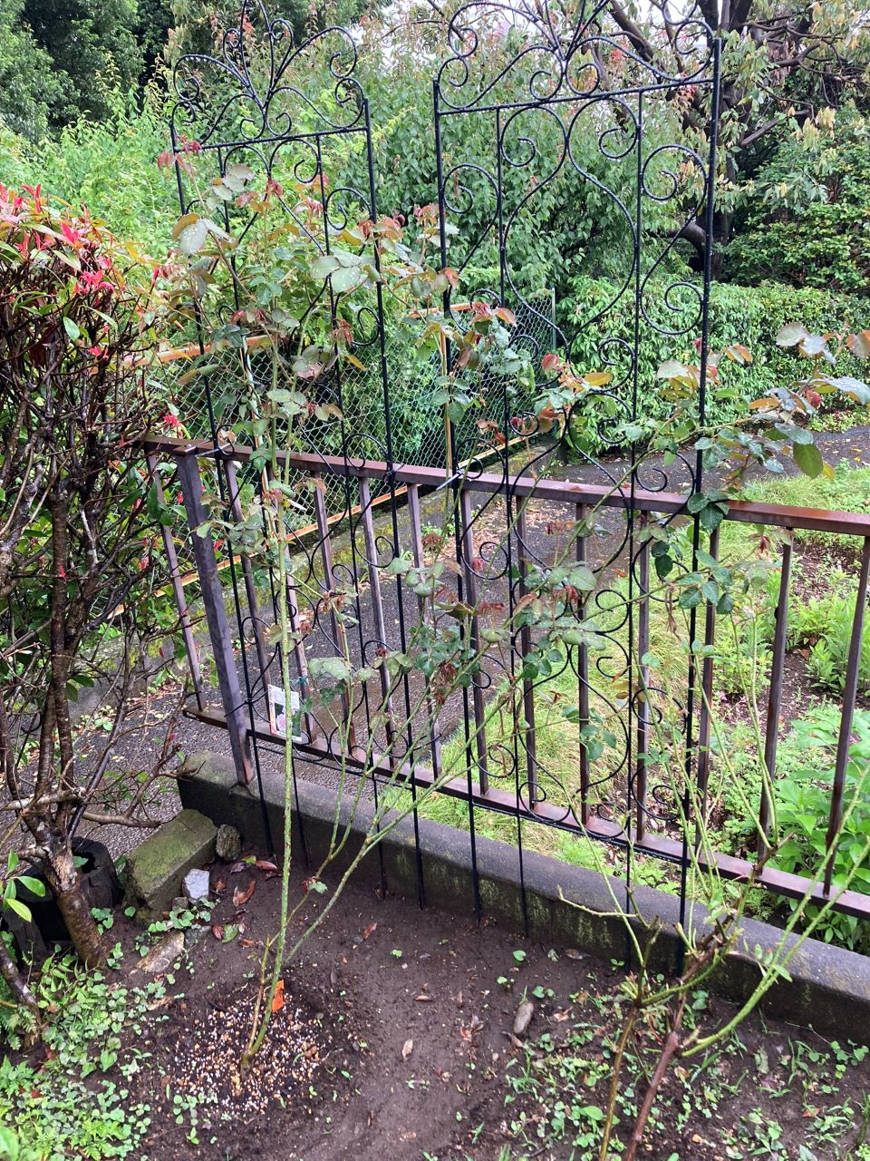 クンツァイト地植え1.5か月