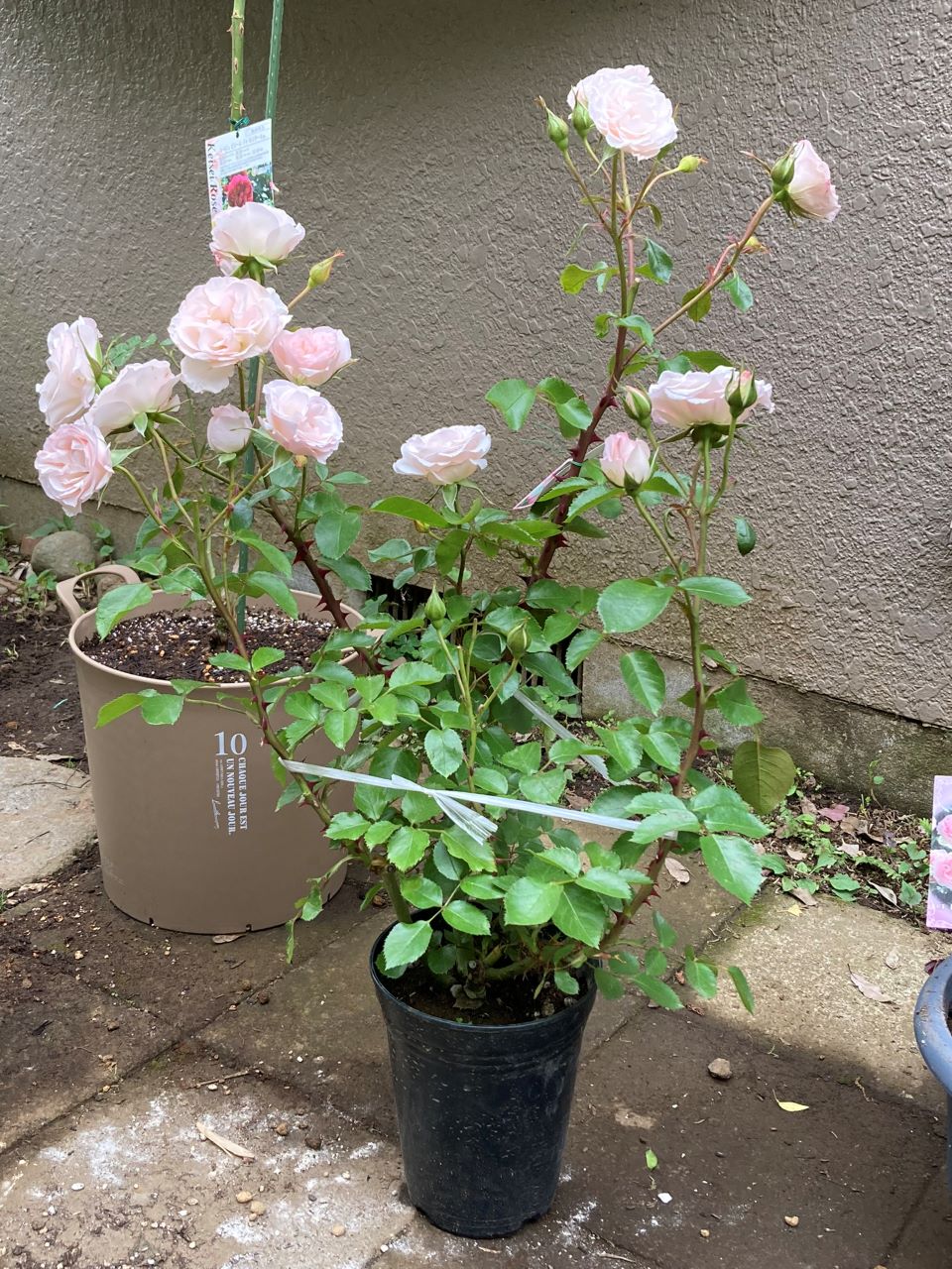 ニコール開花苗の1番花を咲かせる