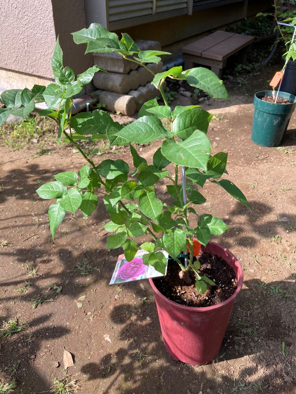 オドゥールダムール新苗購入し植替え