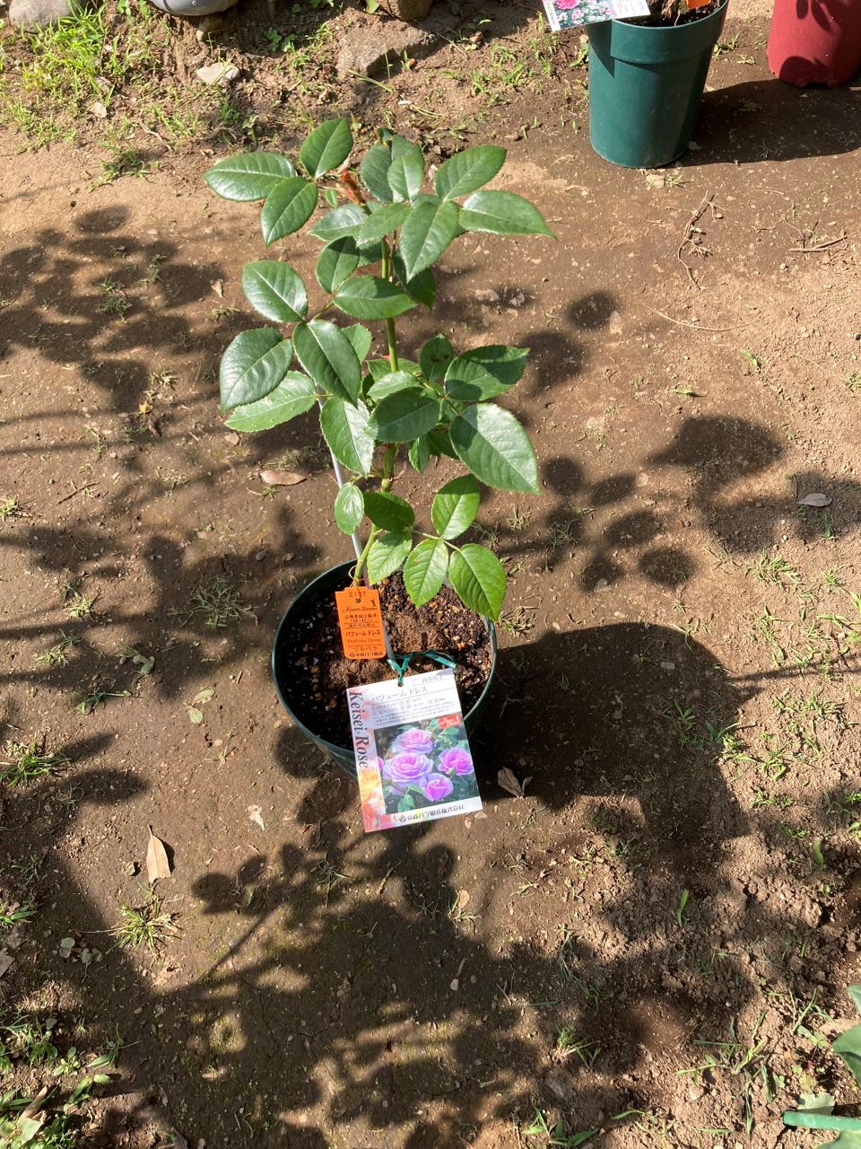 パフュームドレス新苗購入し植替え