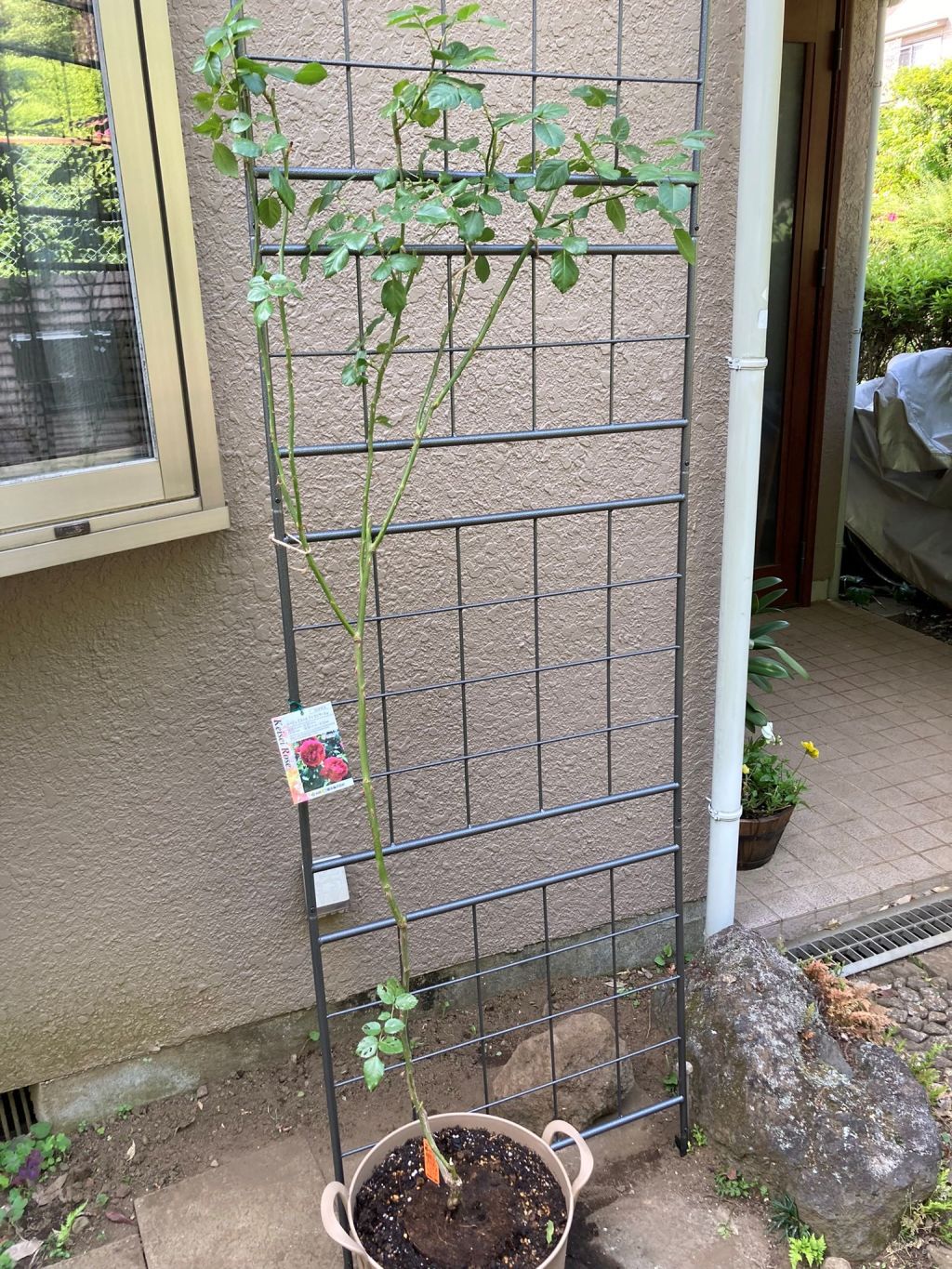 ルージュ・ピエール・ドゥ・ロンサール長尺苗植替え