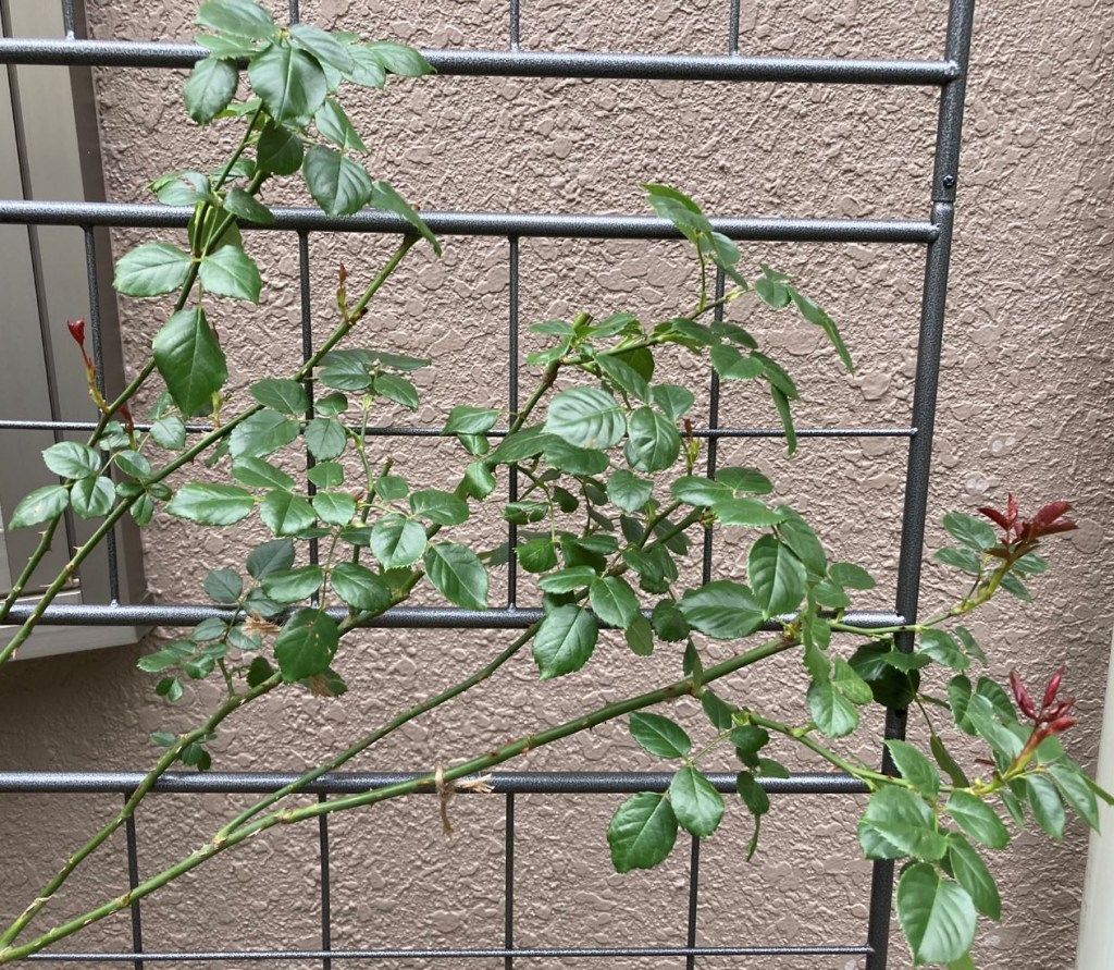 ルージュ・ピエール・ドゥ・ロンサール植替えから20日後