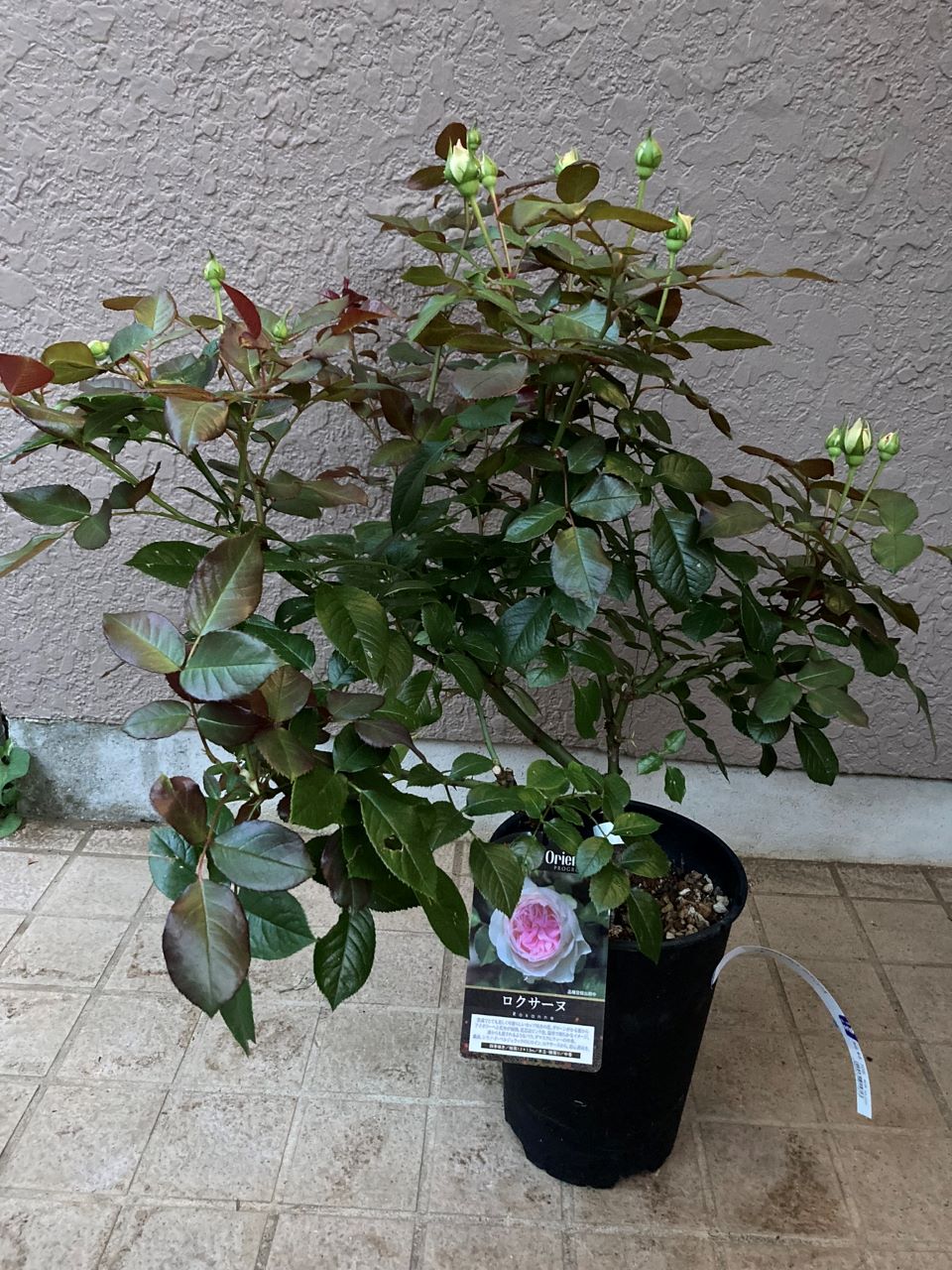 ロクサーヌ6月開花苗を購入植替え
