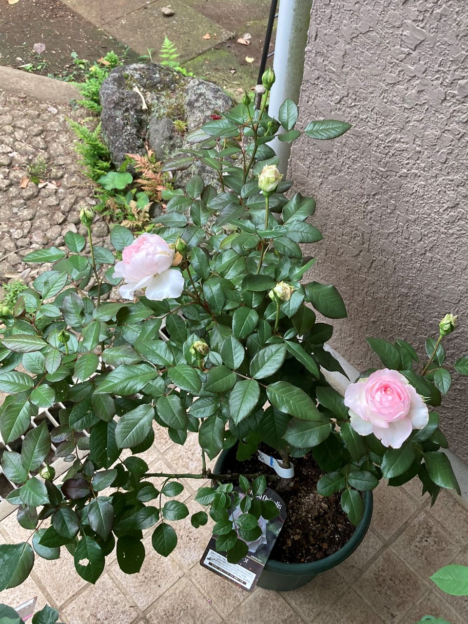 ロクサーヌ6月開花苗植替え3日後