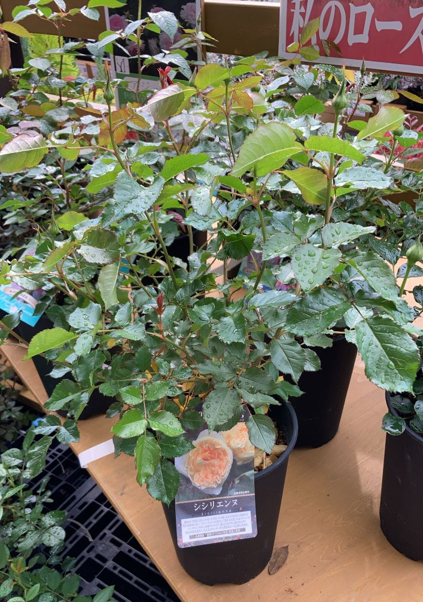 シシリエンヌ大苗購入