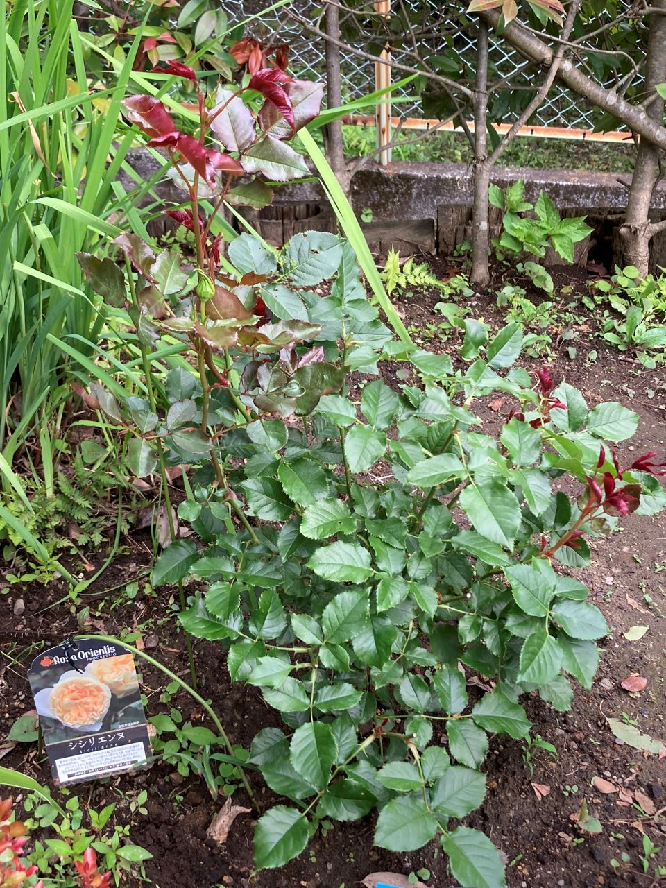 シシリエンヌ 大苗地植え1か月