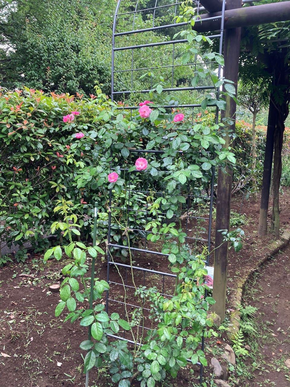 アンジェラ長尺苗地植えから9週間後