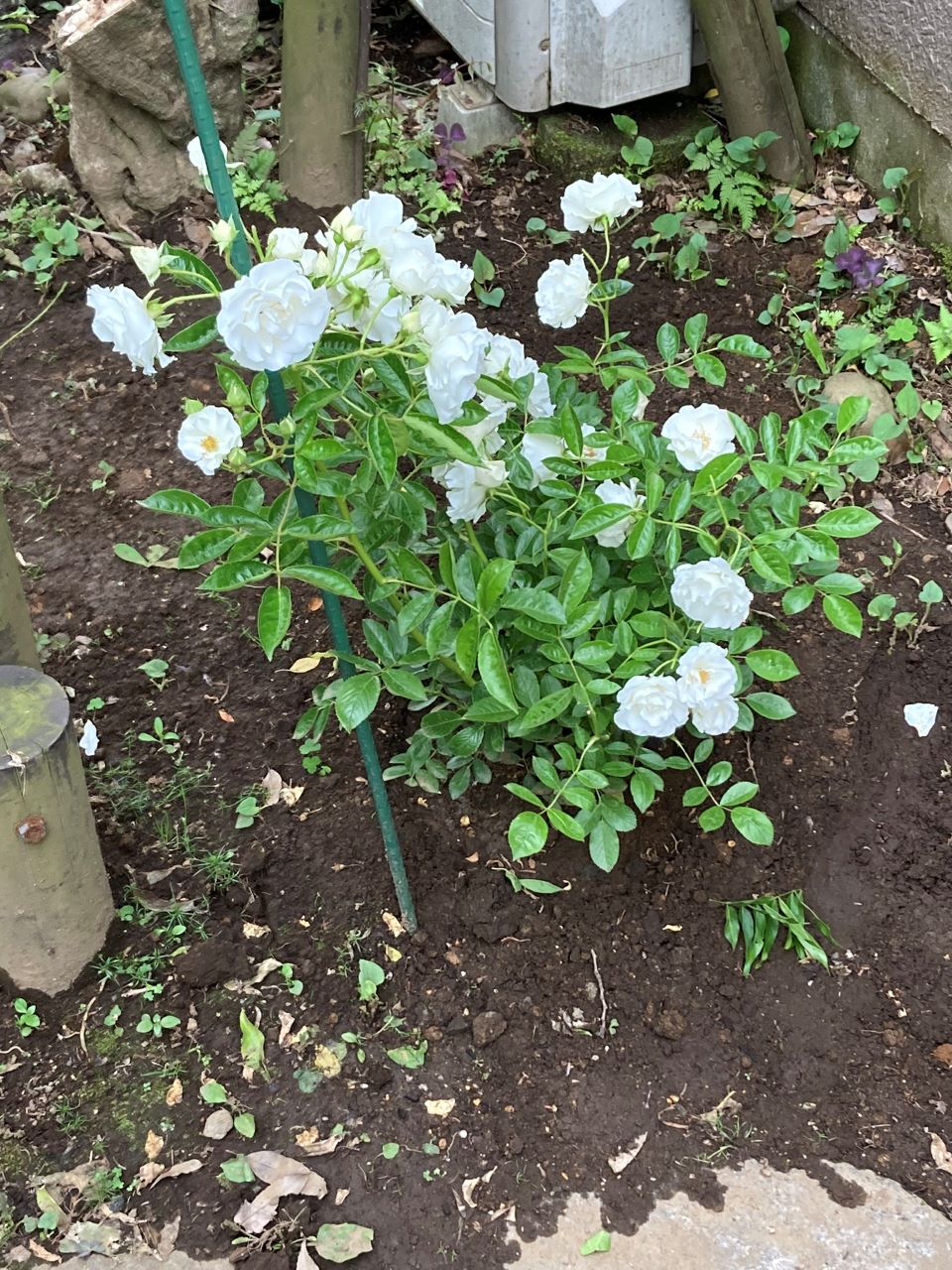 つる サマースノー 開花苗を地植え1週間