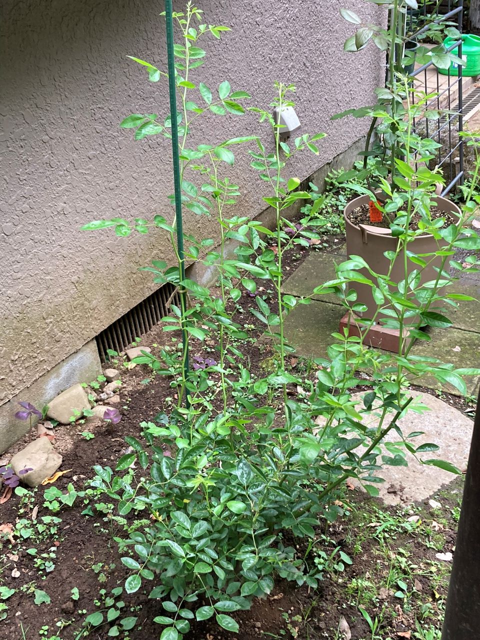 つる サマースノー 開花苗を地植え6週間