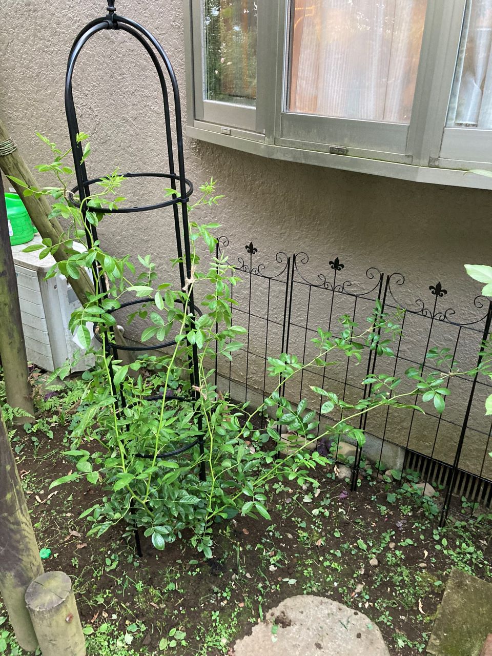 つる サマースノー 開花苗を地植え7週間