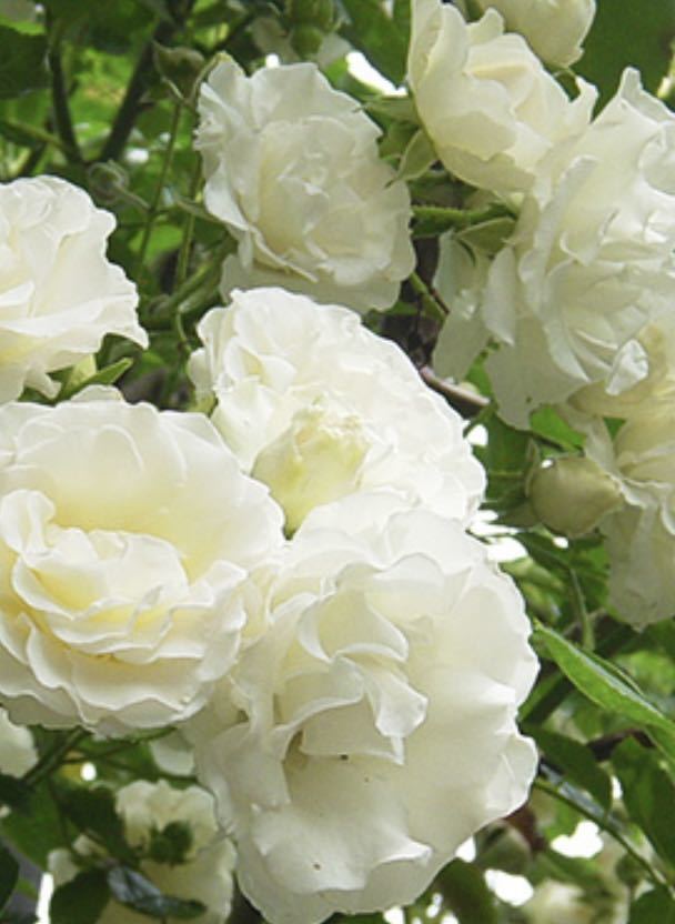 つる サマースノー