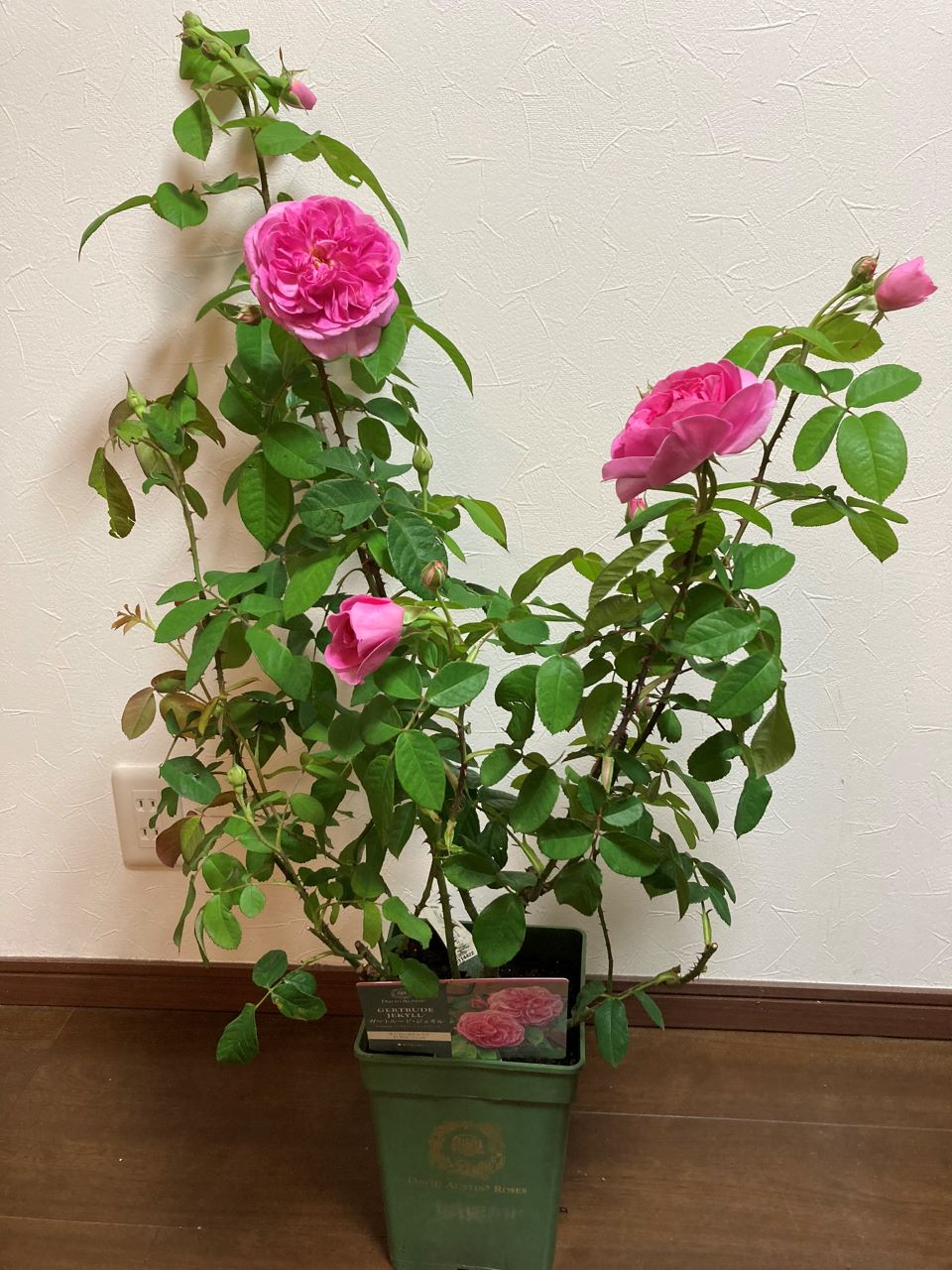 ガートルード・ジェキルつる鉢購入