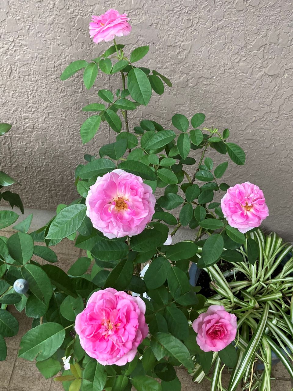 ガートルード・ジェキルつる鉢購入7日後