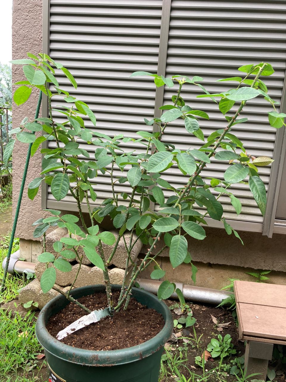 ガートルード・ジェキルつる鉢購入10日後に植替え