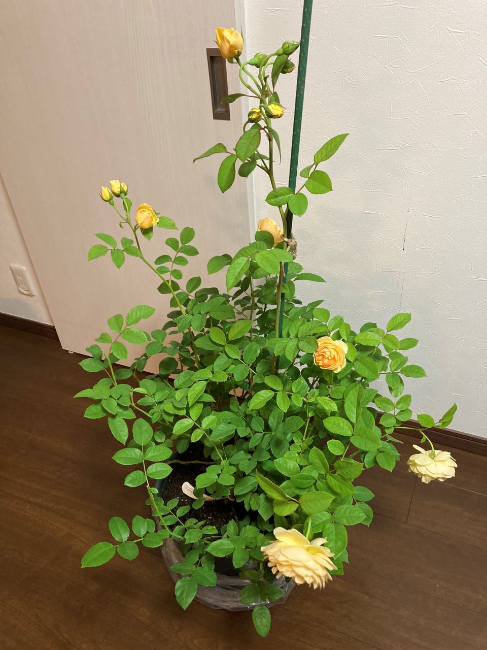 グラハム・トーマス15L鉢を購入