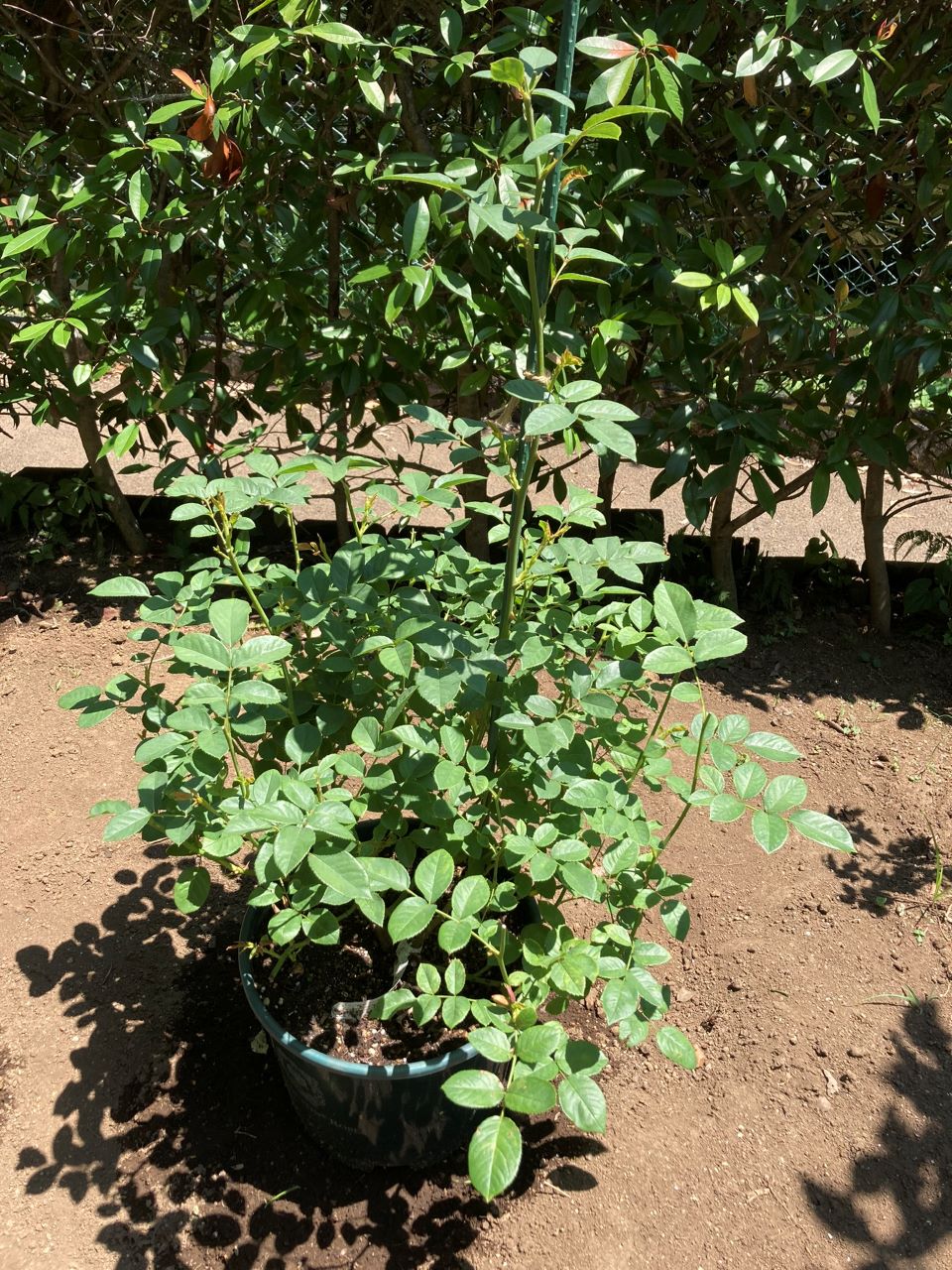 グラハム・トーマス15L苗購入10日後