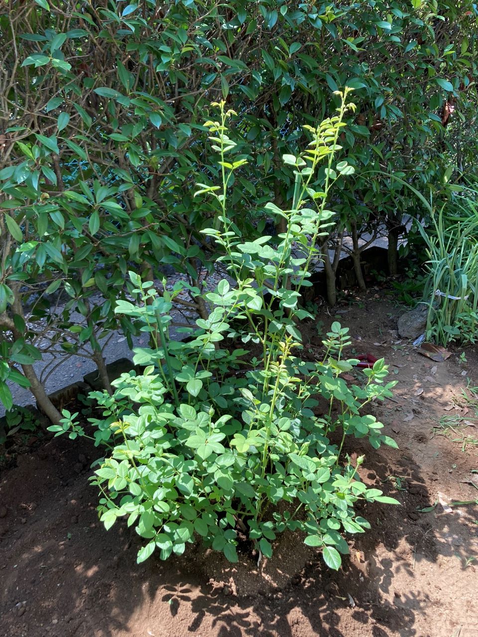 グラハム・トーマス15L鉢の3週間後