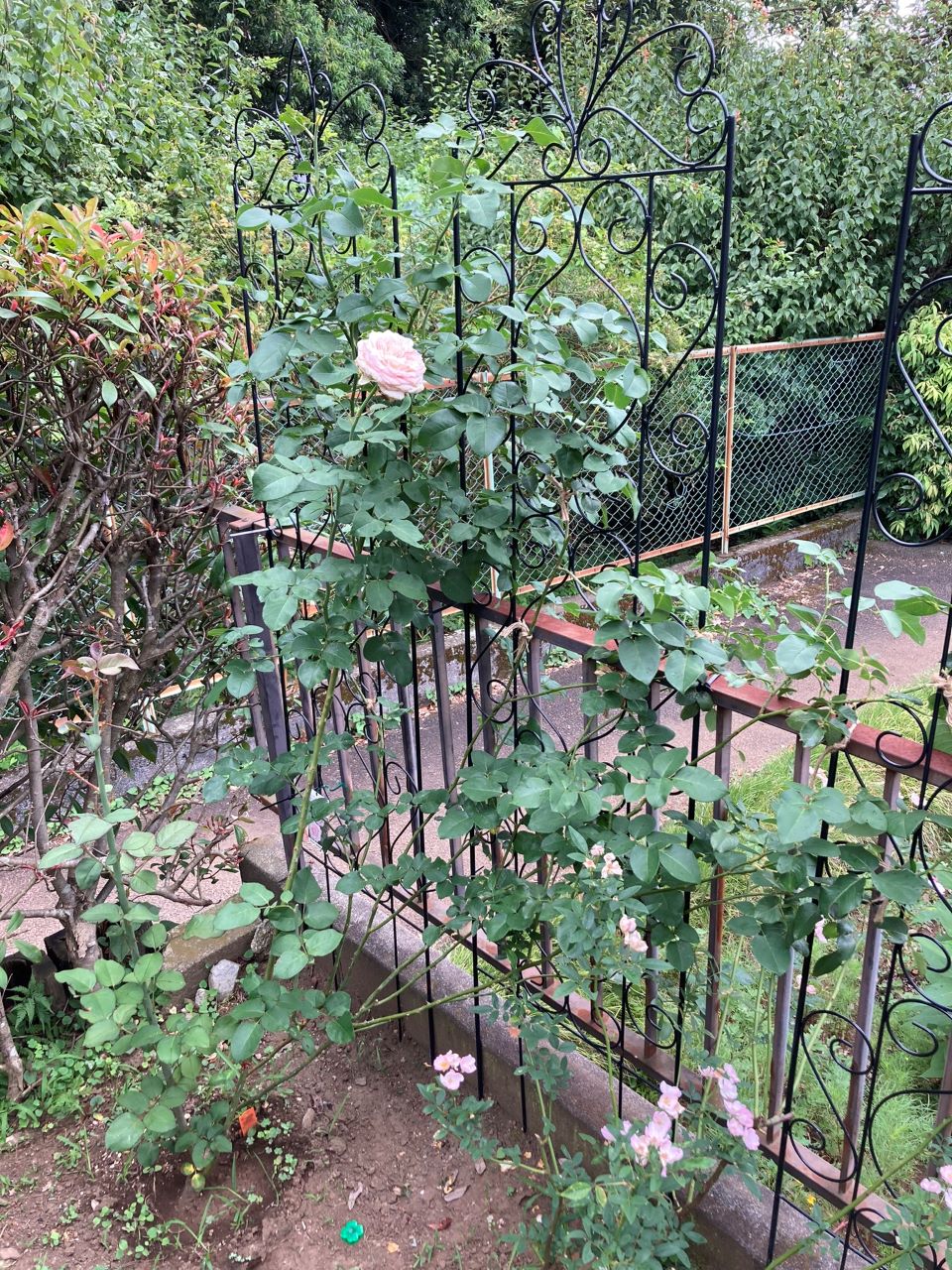 クンツァイト長尺苗地植え10週間後