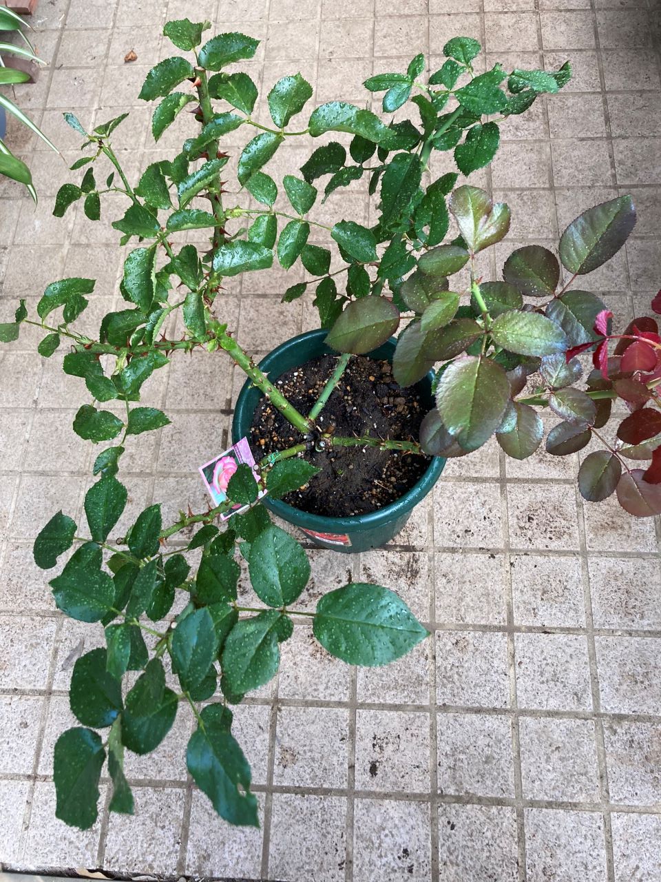 ニコール開花苗鉢増し後9週間後