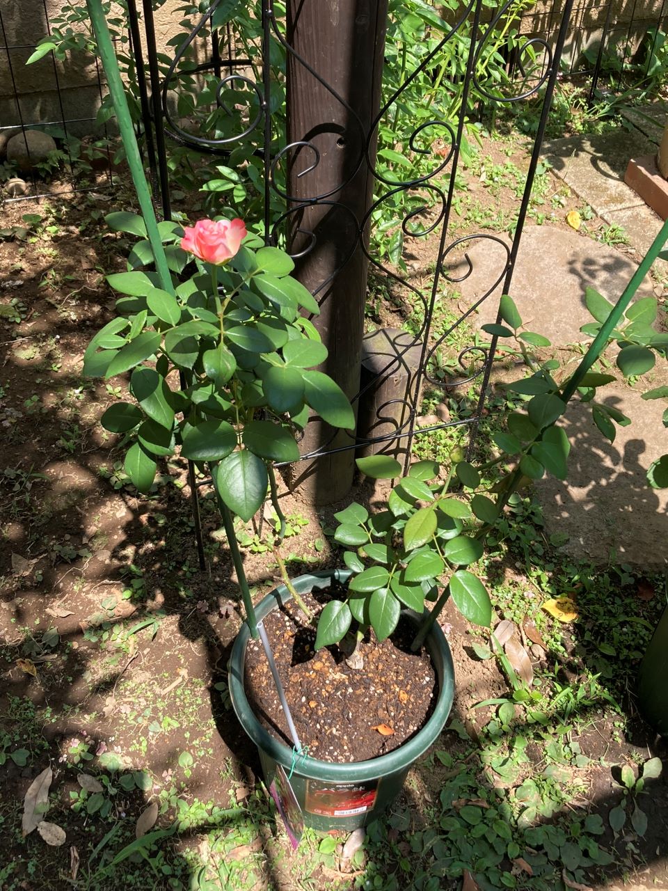 ノスタルジー開花苗の2週間後