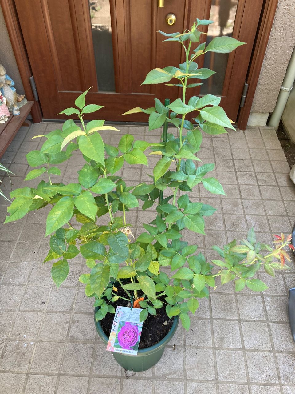 オドゥールダムール6月新苗の7週間後