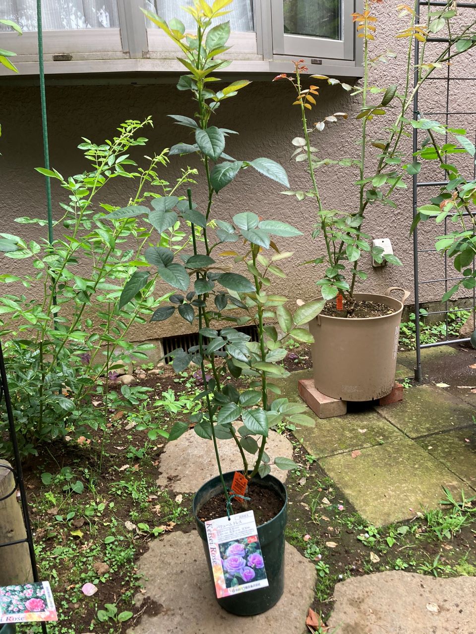 パフュームドレス5月新苗5週間後