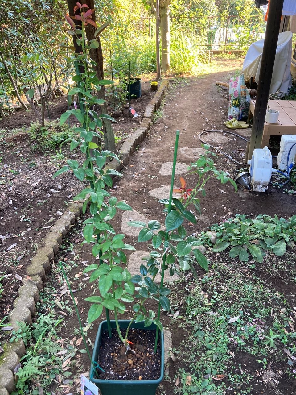 パフュームドレス5月新苗8週間後