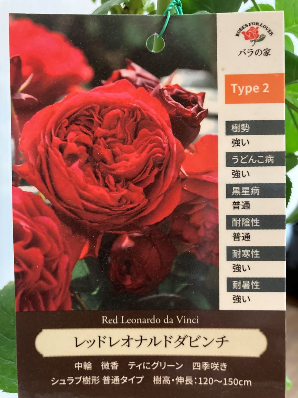 レッドレオナルドダビンチ