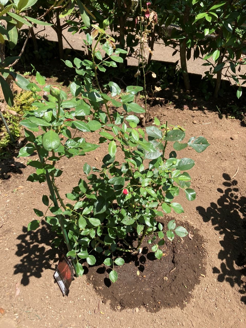 ロビン開花苗 地植えから1週間