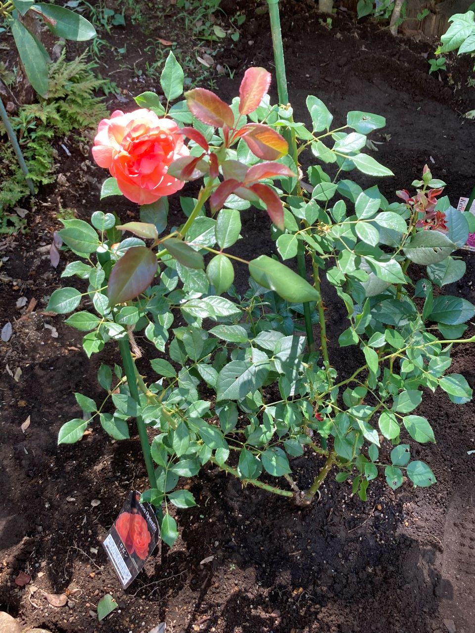 ロビン開花苗 地植えから2週間後