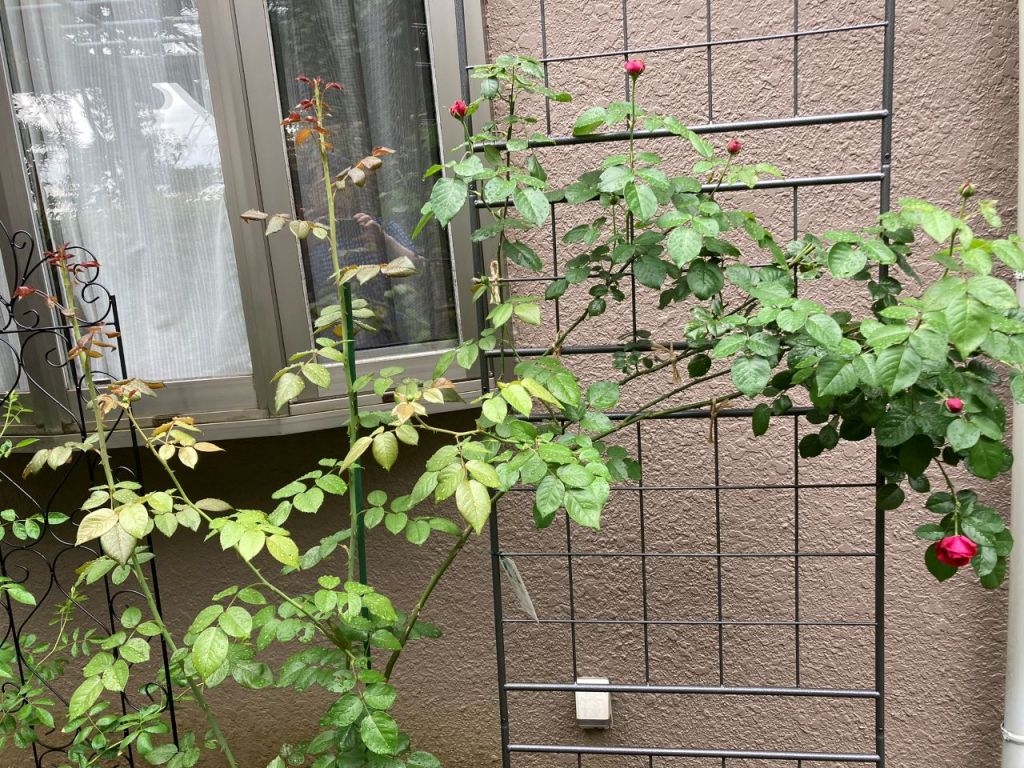 ルージュ・ピエール・ドゥ・ロンサール植替えから52日後