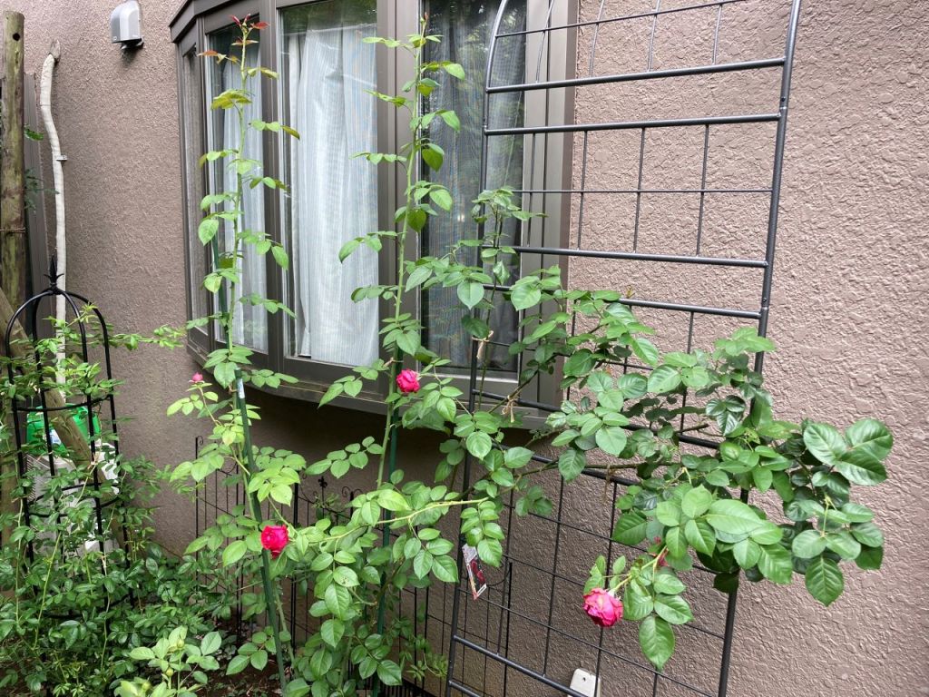 ルージュ・ピエール・ドゥ・ロンサール植替えから10週間後