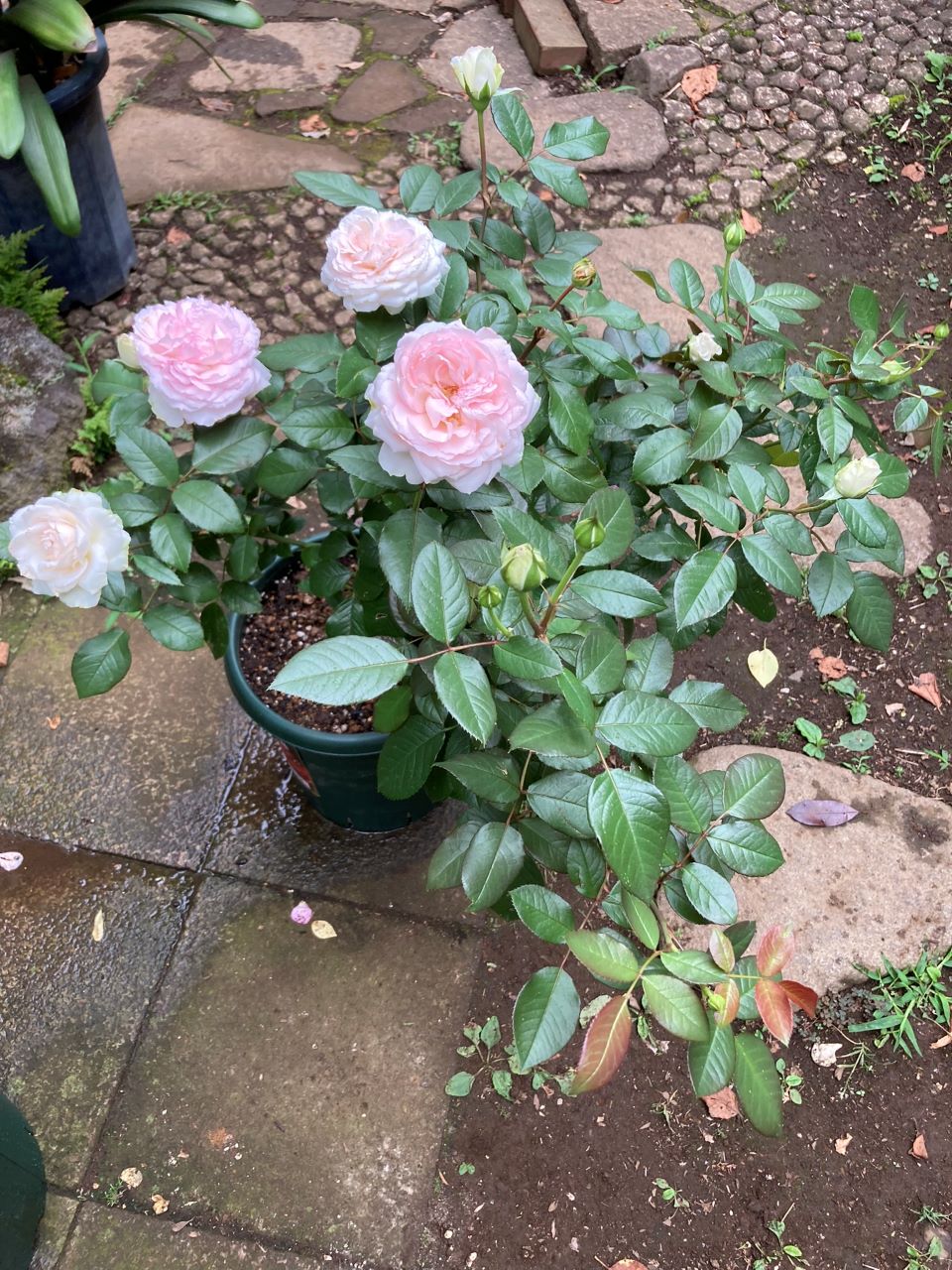 ロクサーヌ6月開花苗植替え1週間後