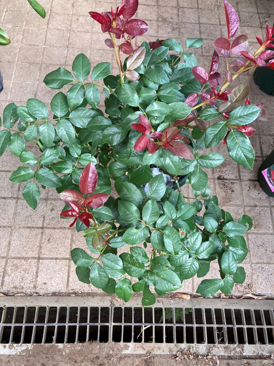 ロクサーヌ6月開花苗植替え後4週間