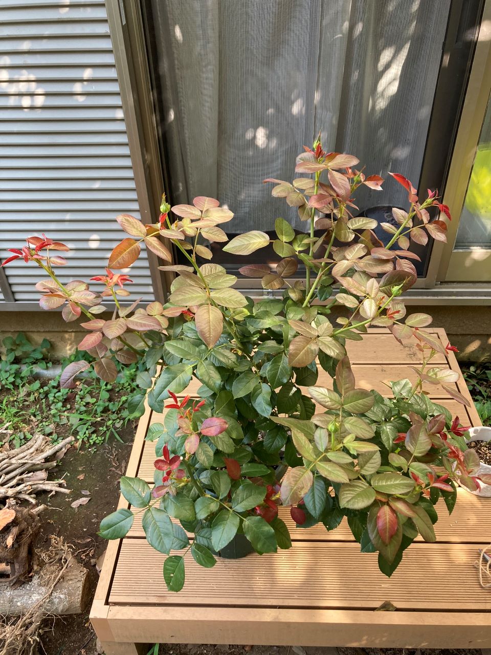 ロクサーヌ6月開花苗植替え後5週間