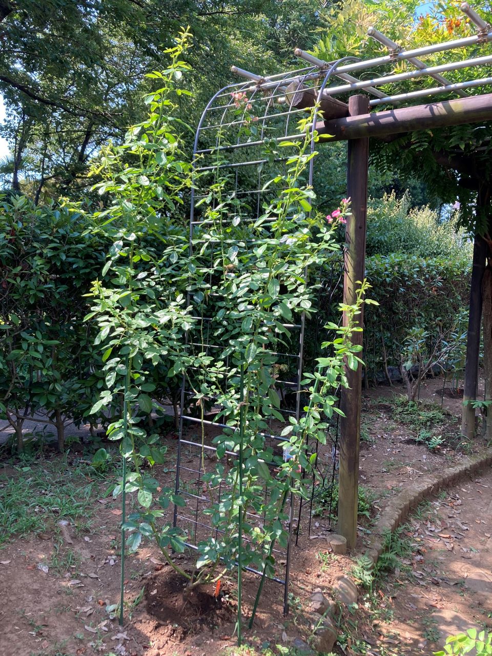 アンジェラ長尺苗の地植え11週間後