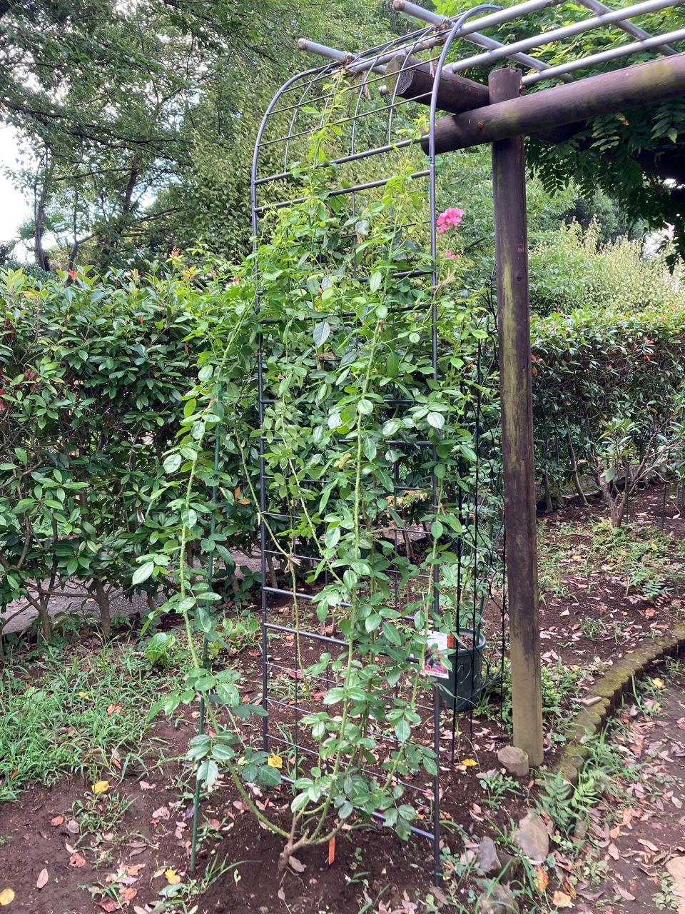 アンジェラ長尺苗の地植え12週間後