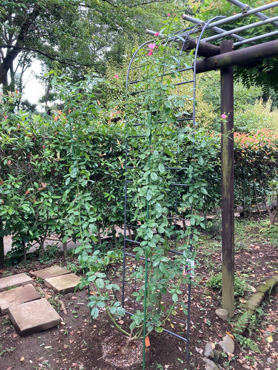 アンジェラ長尺苗の14週間後