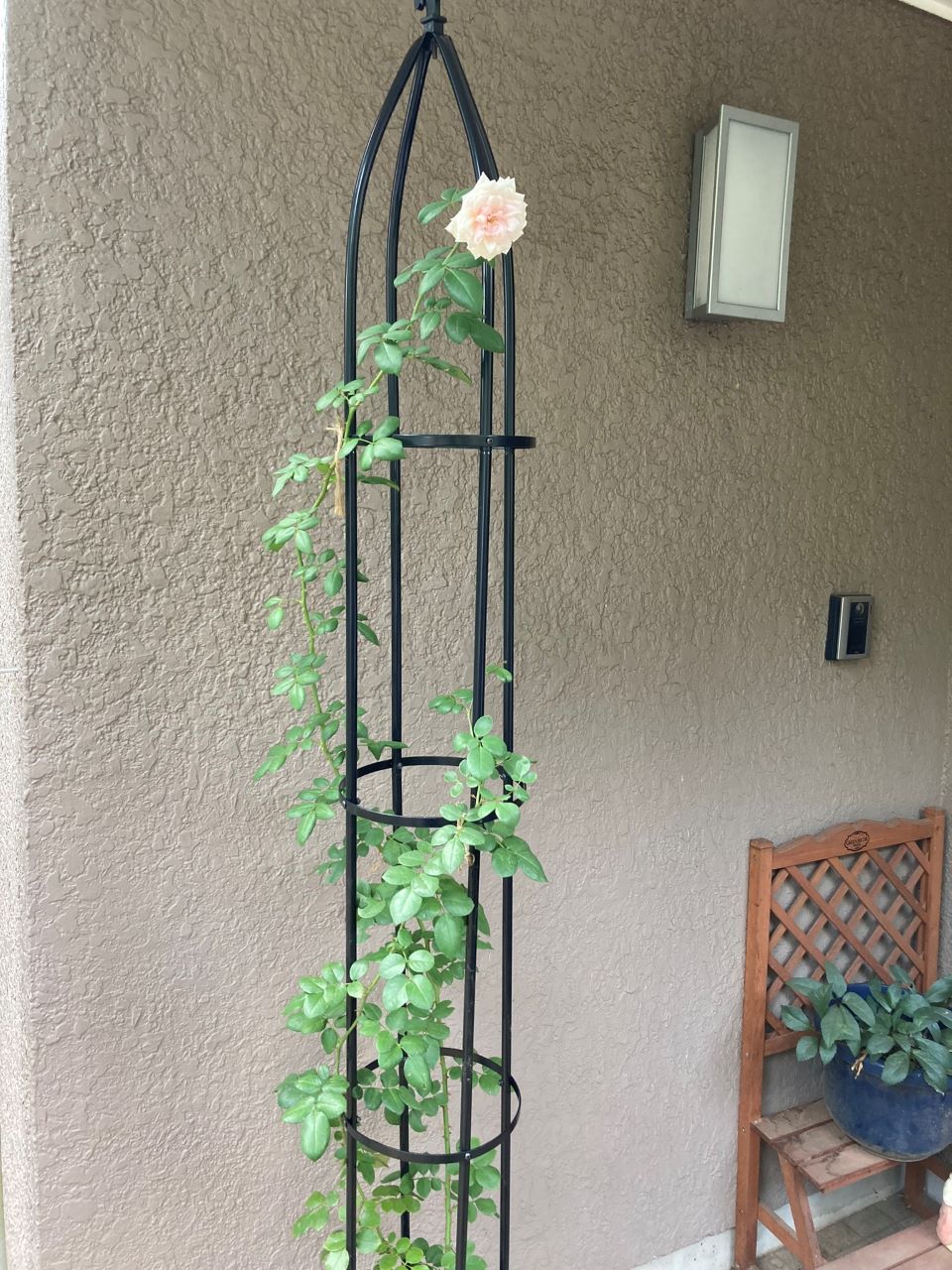 シンデレラ５月新苗12週間後