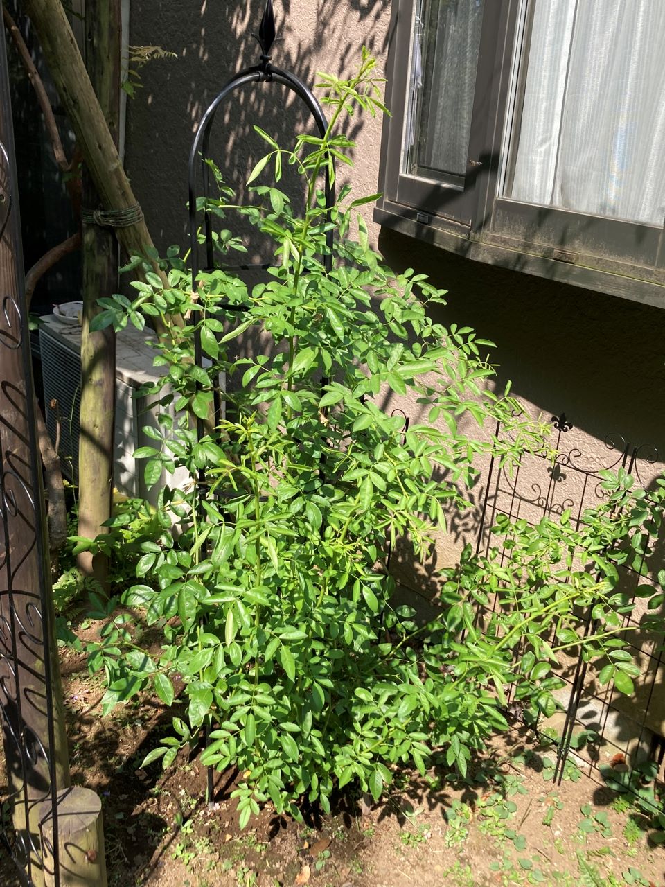 つる サマースノー 開花苗を地植え10週間