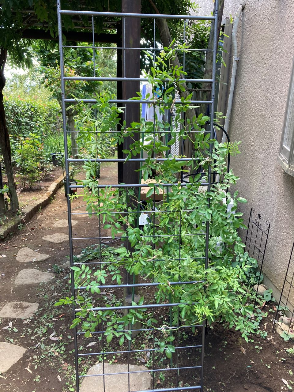 つる サマースノー 開花苗を地植え11週間