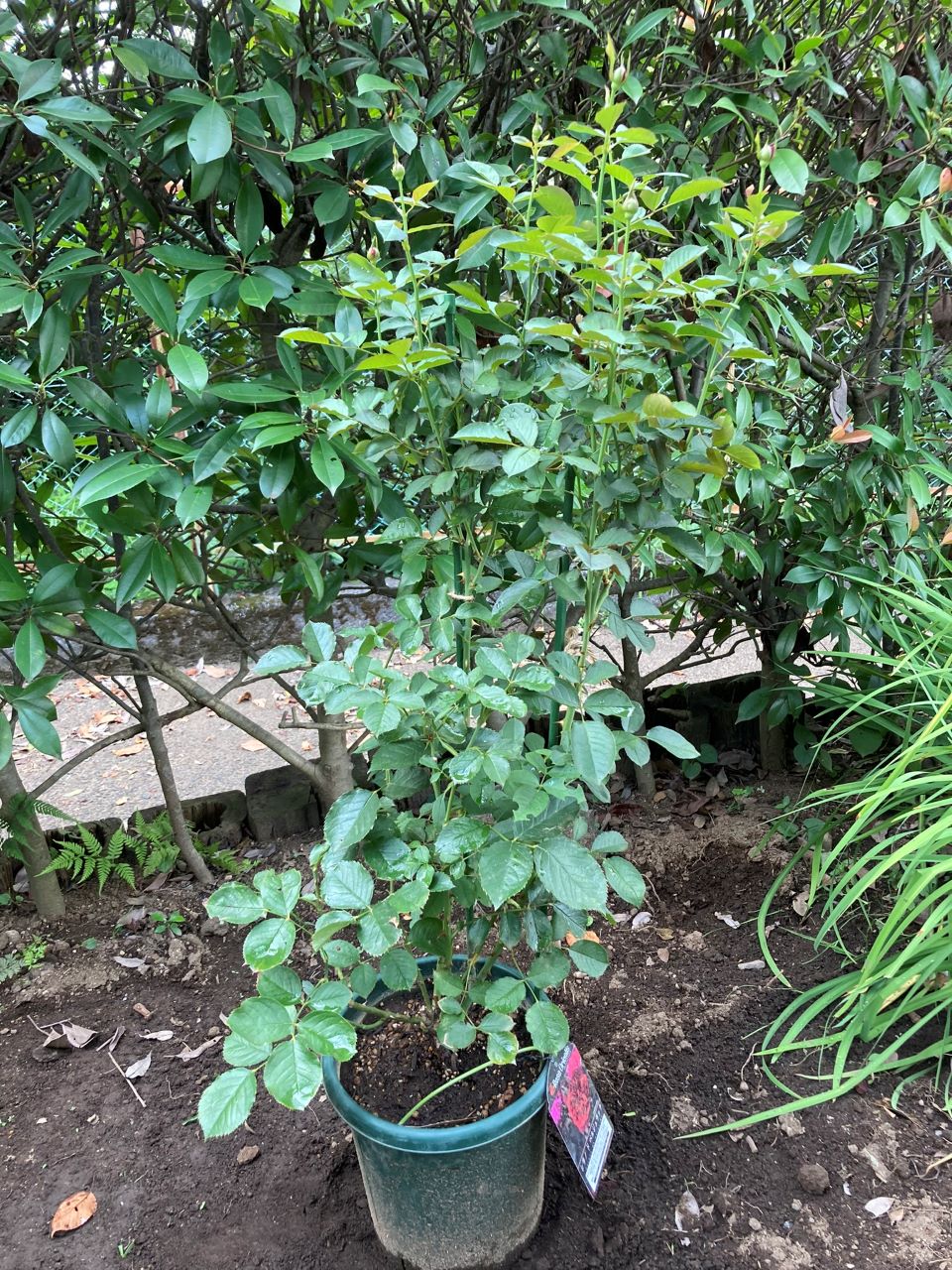 シラノドベルジュラック開花苗の10週間後