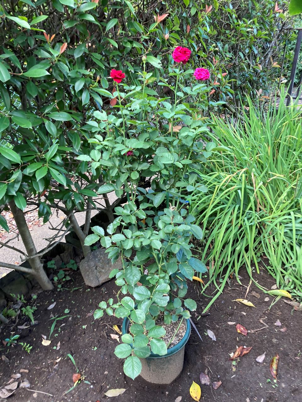 シラノドベルジュラック開花苗の11週間後