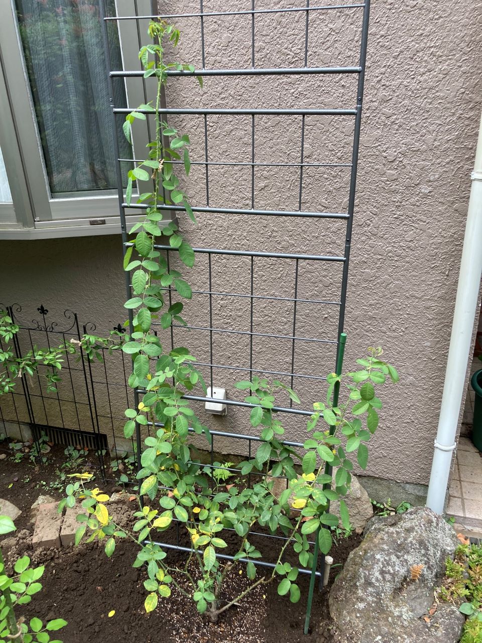 ガートルード・ジェキル購入7週間後に再度地植え