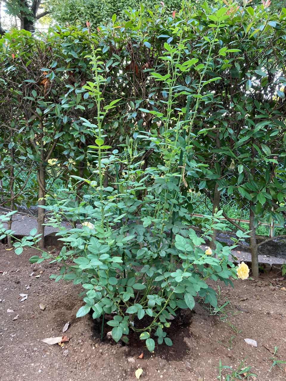 グラハム・トーマス15L鉢の4週間後