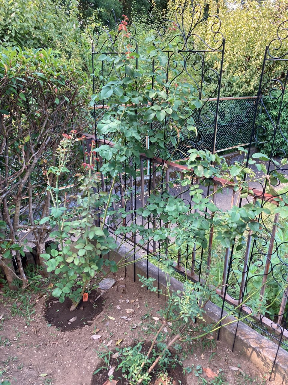 クンツァイト長尺苗地植え13週間後