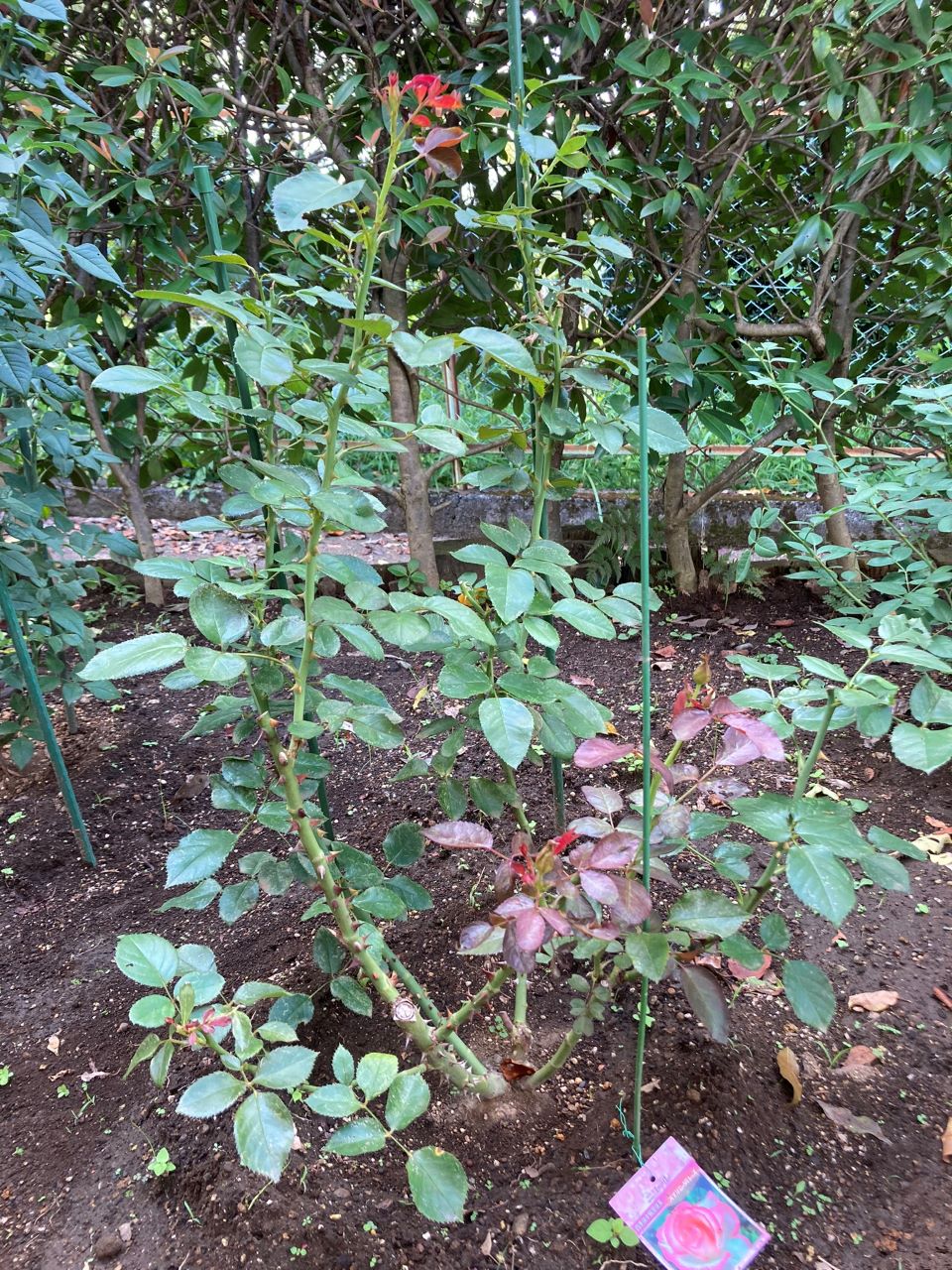 ニコール開花苗購入の15週間後